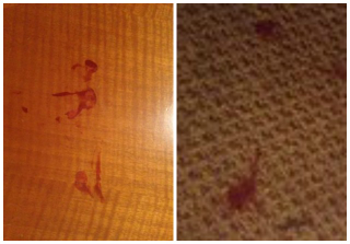 Illustration for article titled 'Large Blood Stain on Carpet:' The Bleakest Motel Reviews on Yelp